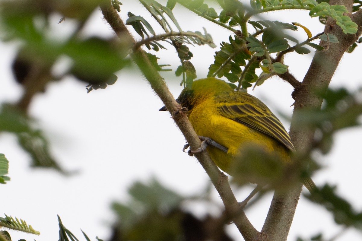 Slender-billed Weaver - ML640211392