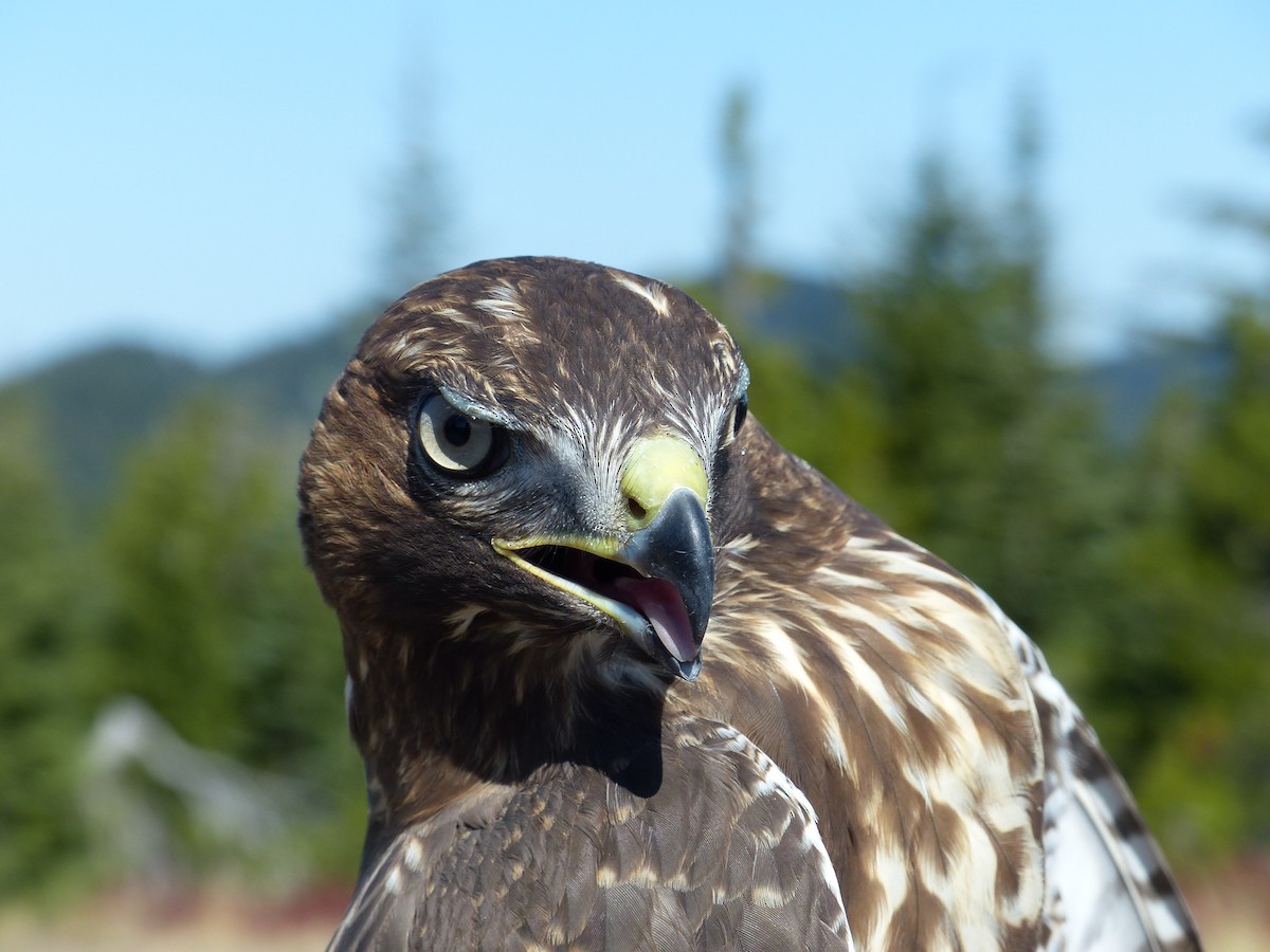 Red-tailed Hawk - ML640211429
