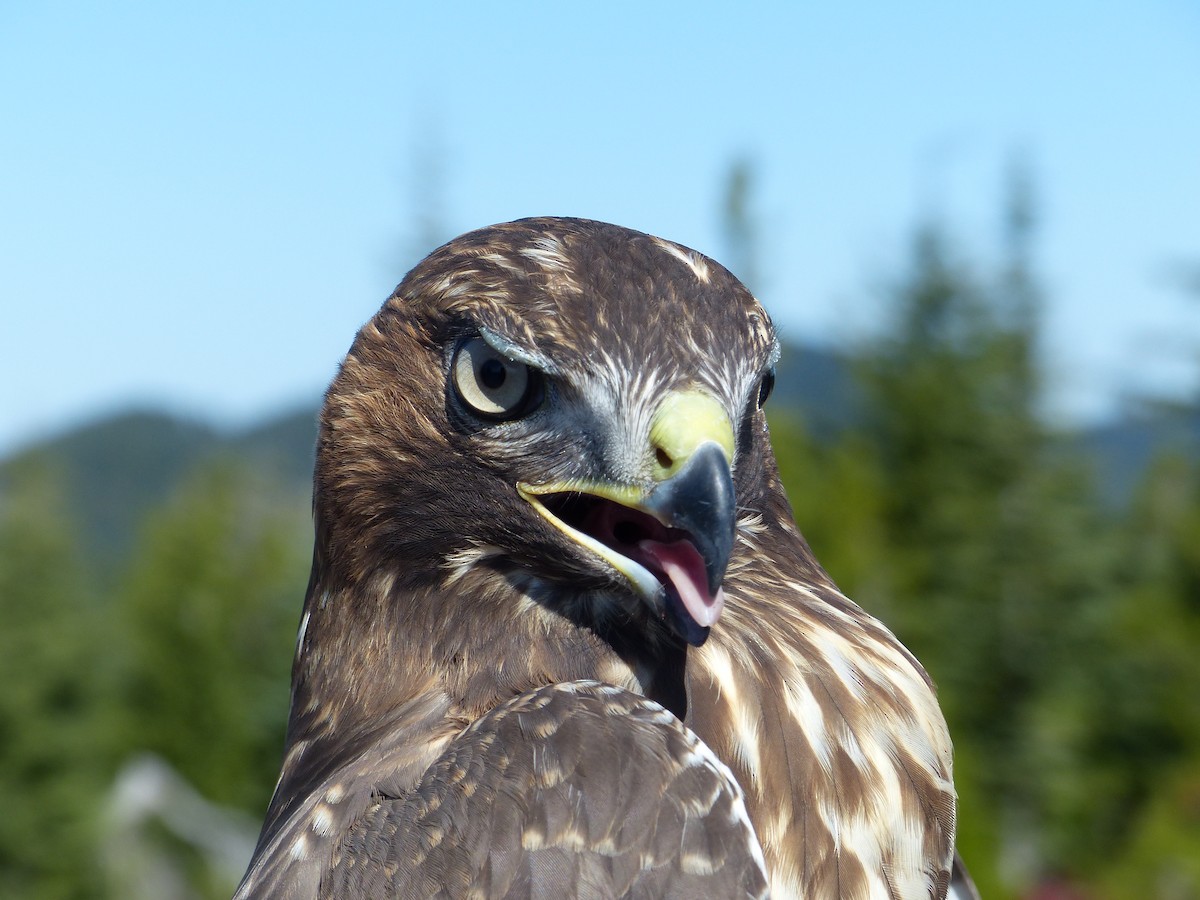 Red-tailed Hawk - ML640211433