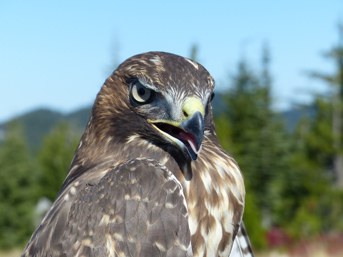Red-tailed Hawk - ML640211434
