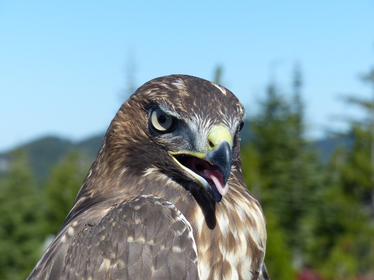 Red-tailed Hawk - ML640211435