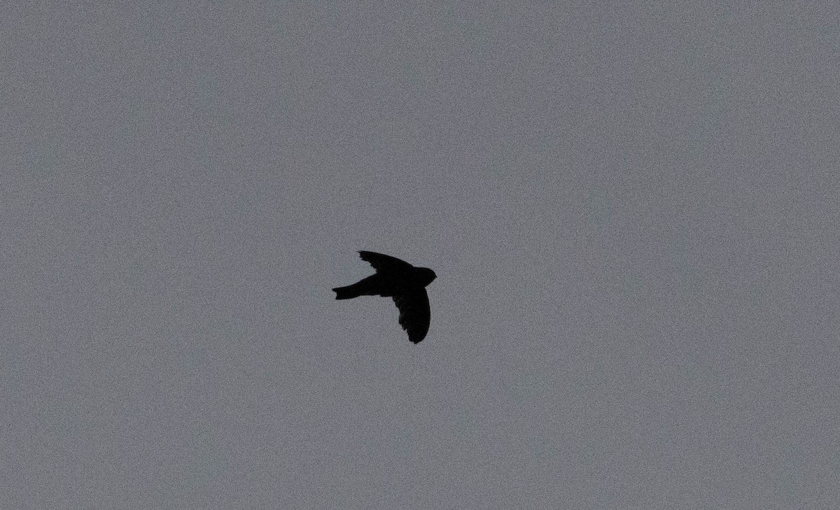 Philippine Swiftlet - ML640211451
