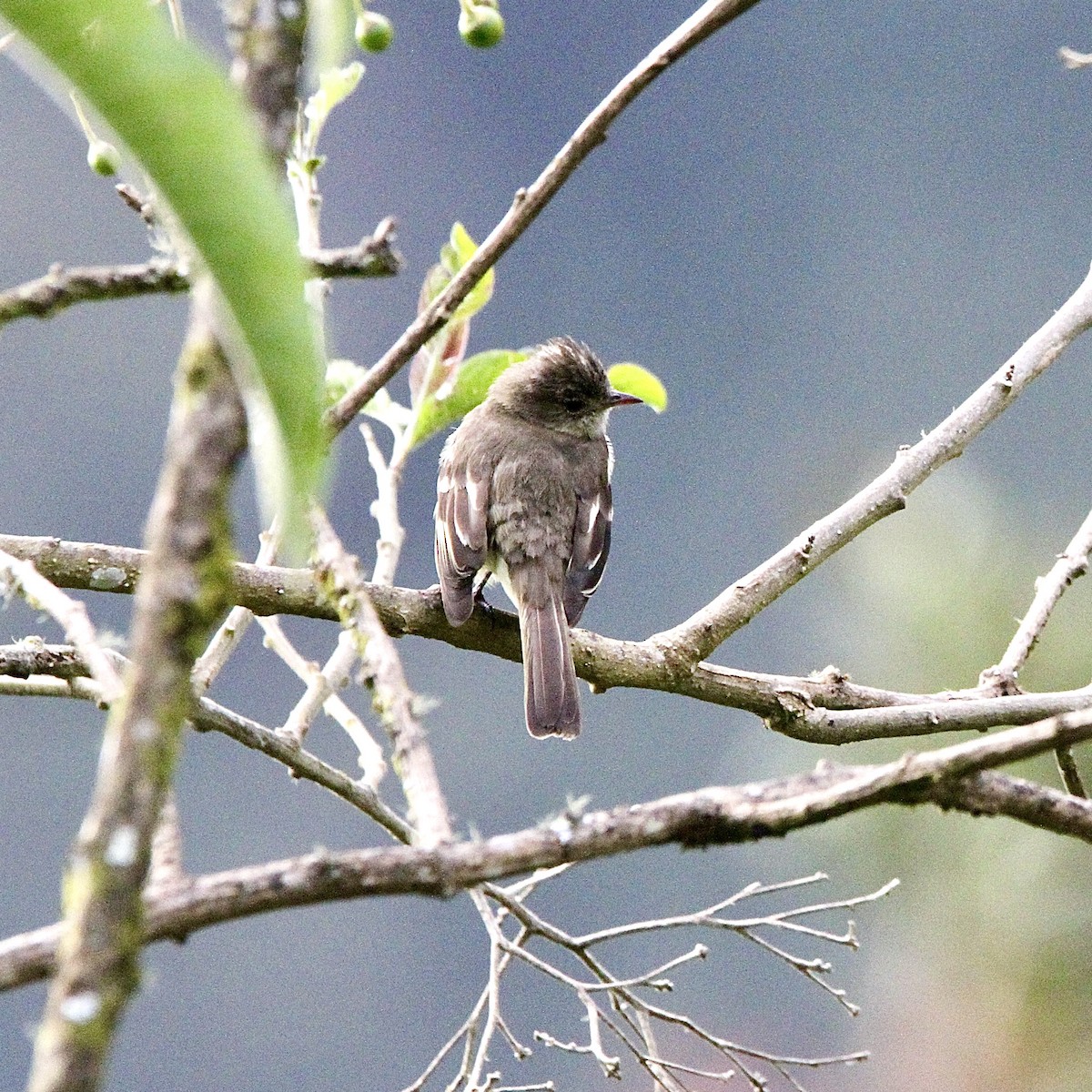 Sierran Elaenia - ML640211479