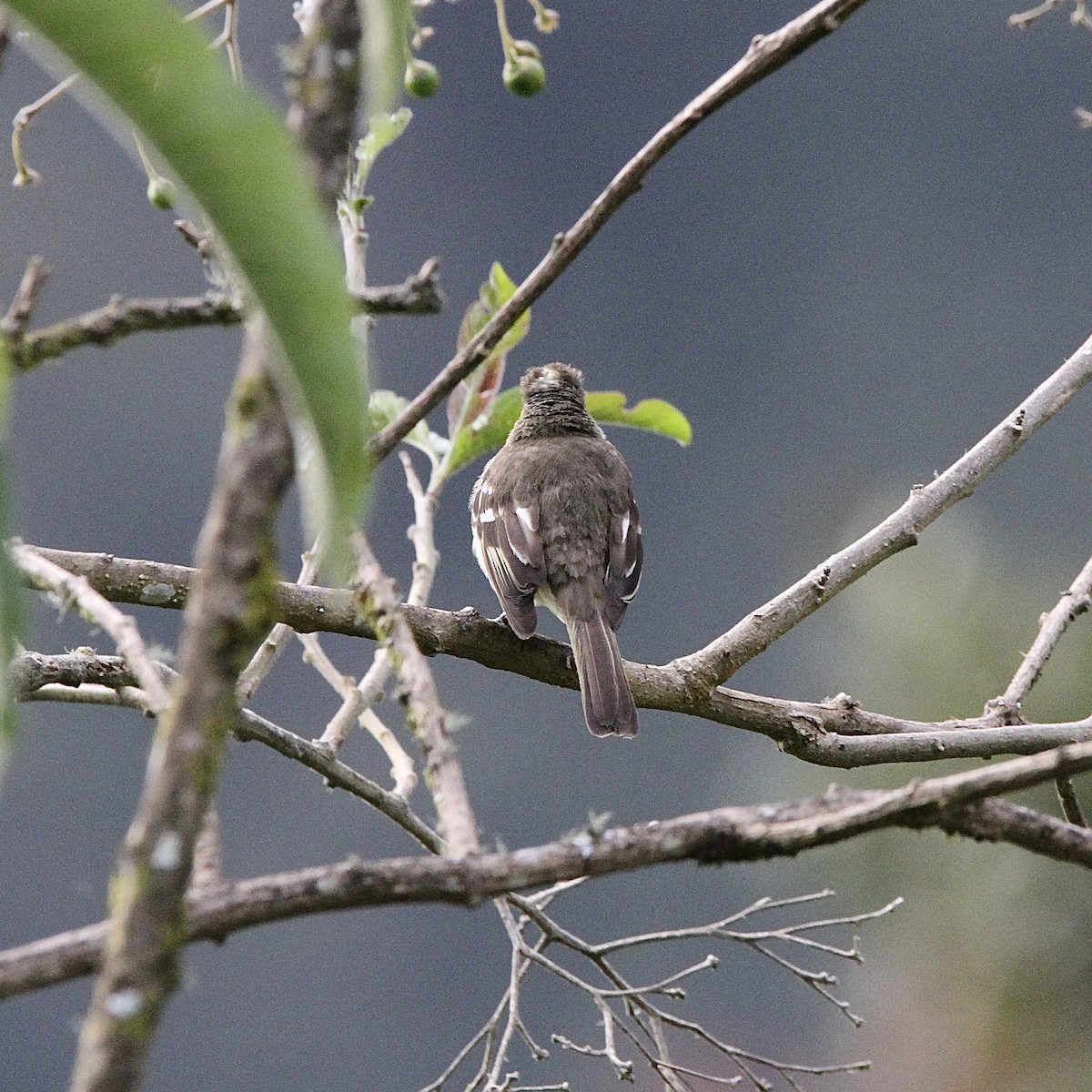 Sierran Elaenia - ML640211480