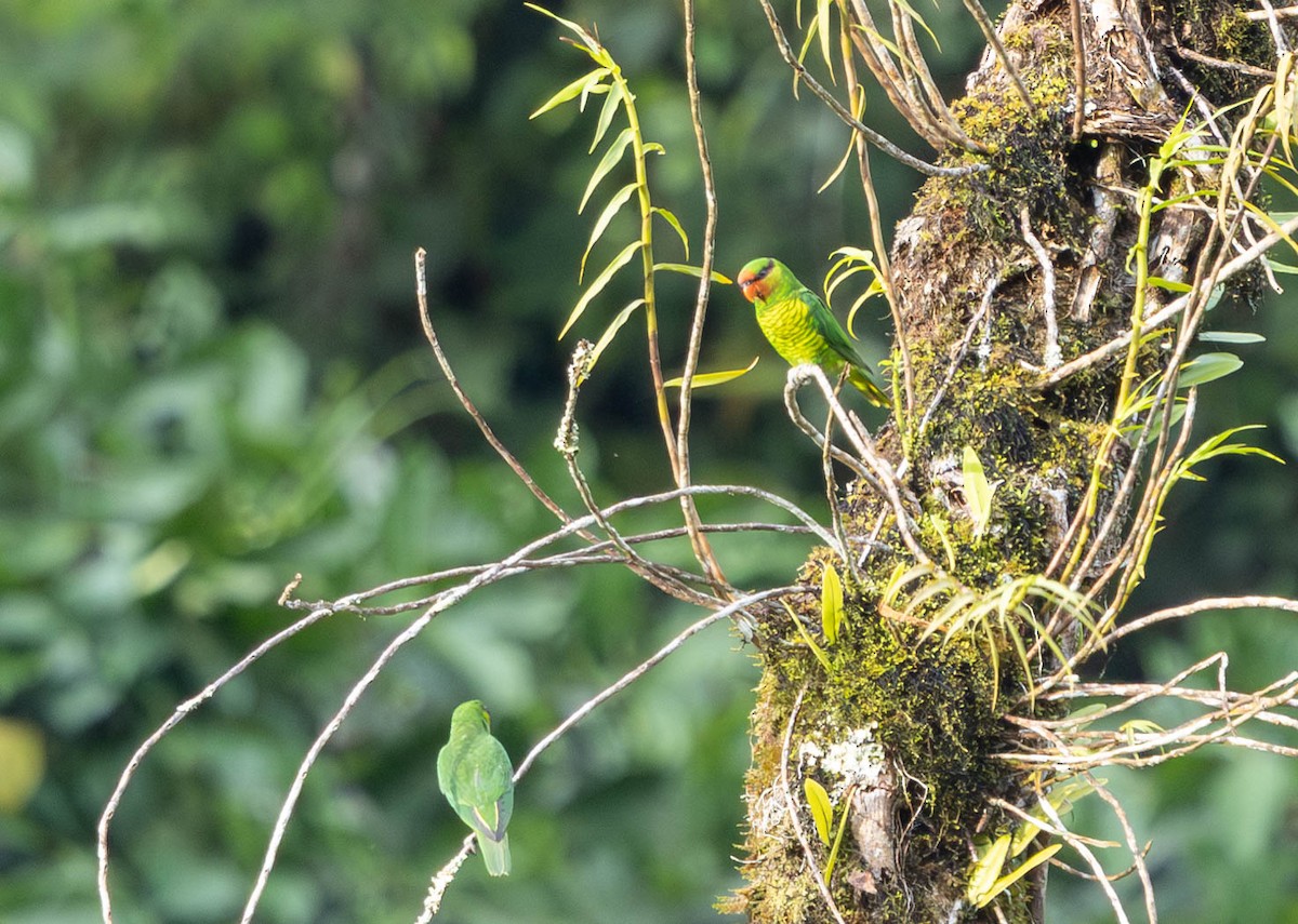 Mindanao Lorikeet - ML640211481