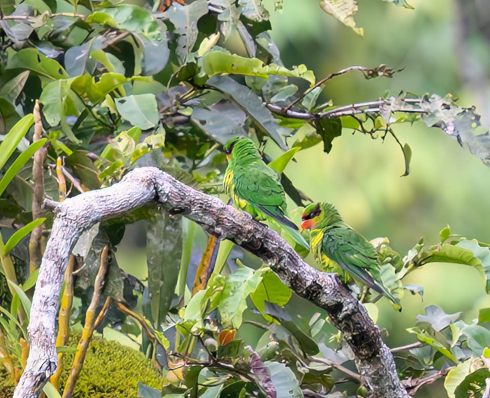 Mindanao Lorikeet - ML640211482