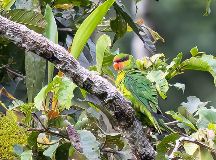 Mindanao Lorikeet - ML640211483
