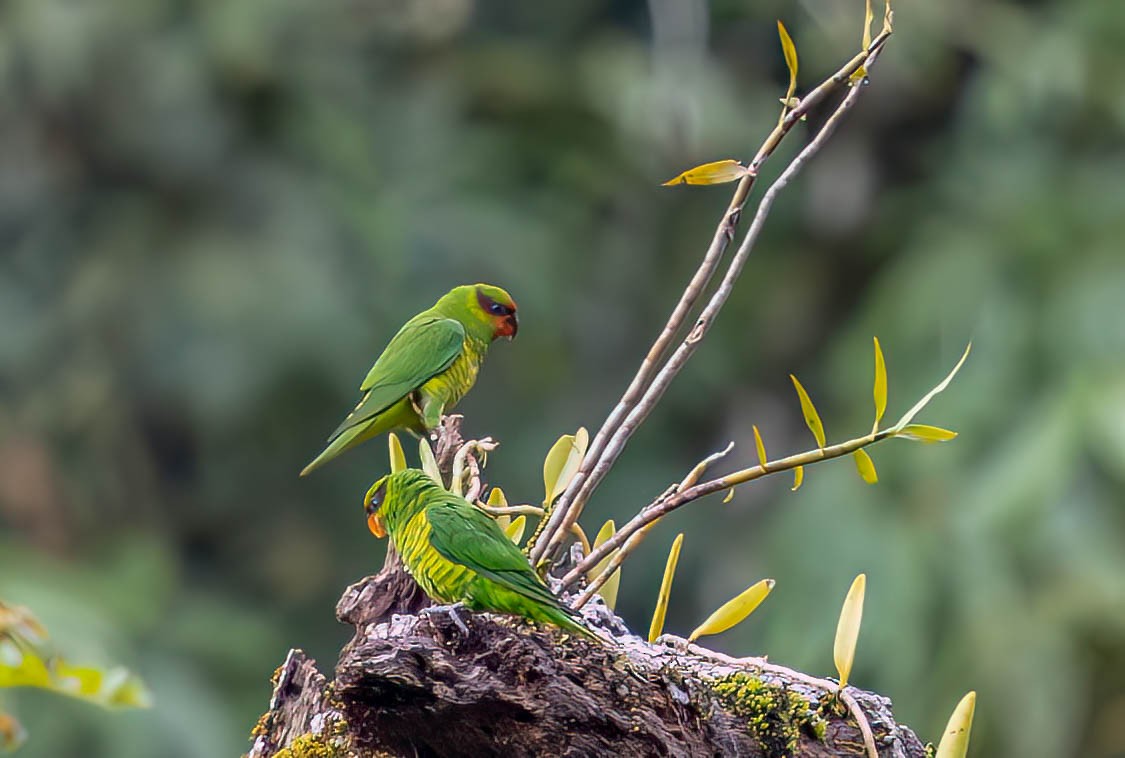 Mindanao Lorikeet - ML640211485