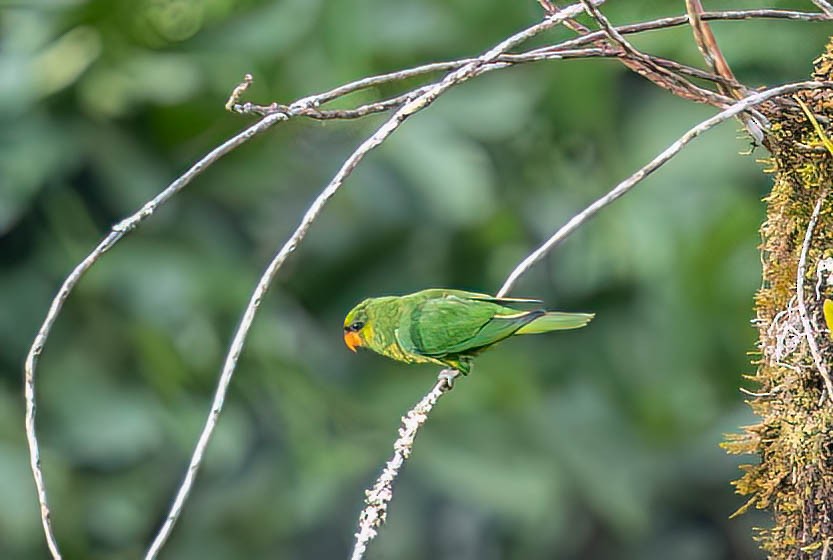 Mindanao Lorikeet - ML640211486