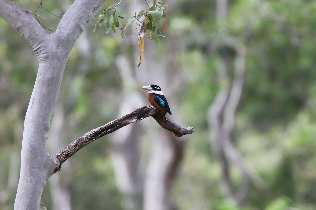 Rufous-bellied Kookaburra - ML640211508