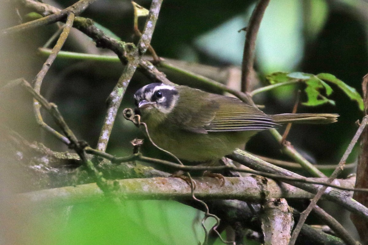 Three-striped Warbler - ML640211530