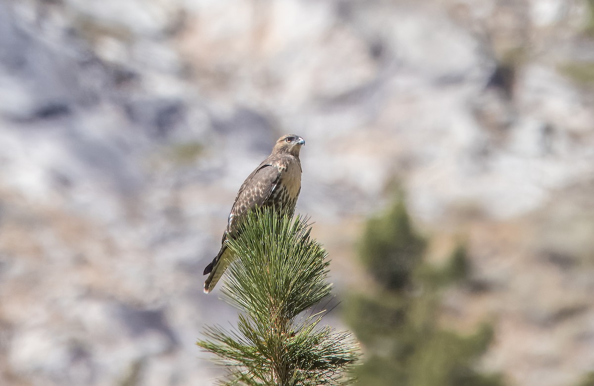 Red-tailed Hawk - ML640211547