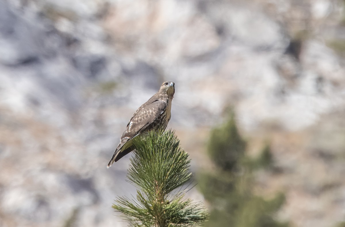 Red-tailed Hawk - ML640211549