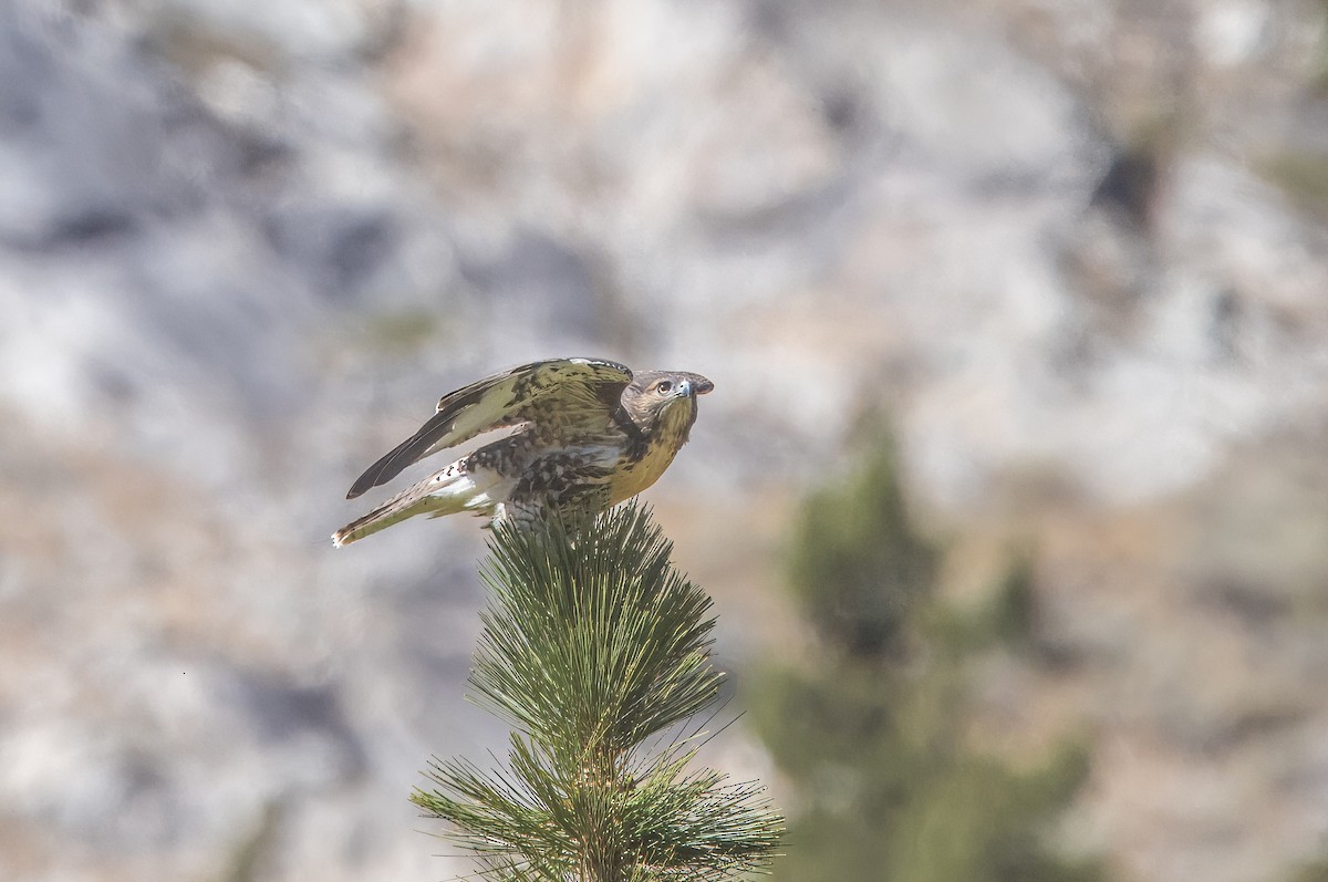 Red-tailed Hawk - ML640211550