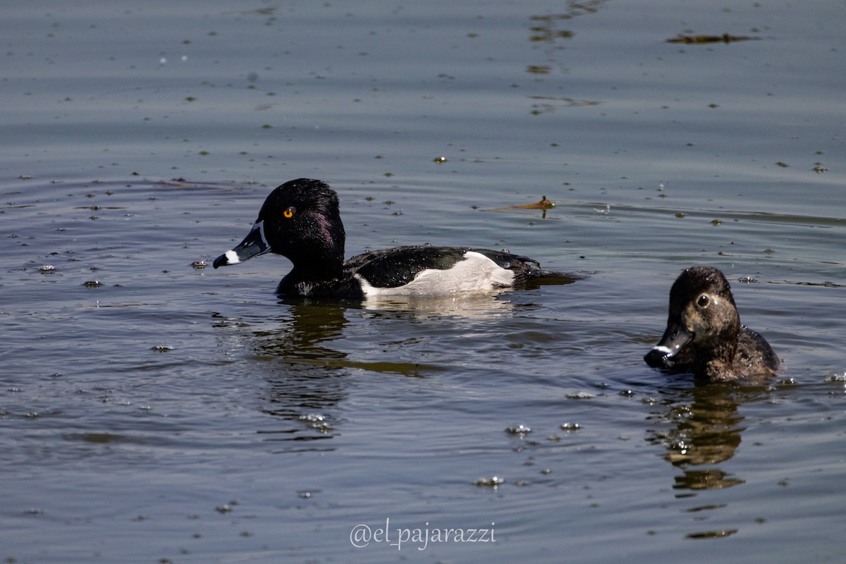 Ring-necked Duck - ML640211552