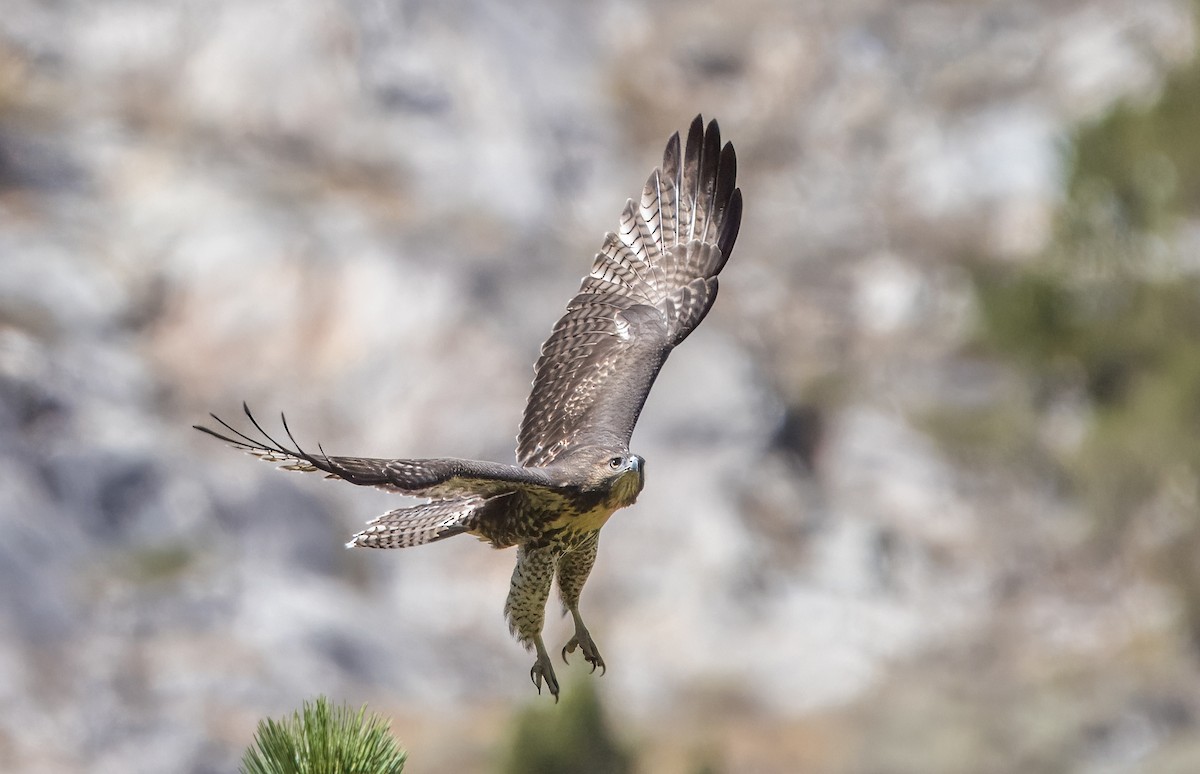 Red-tailed Hawk - ML640211553