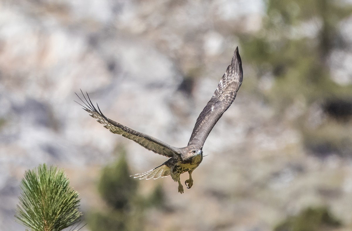 Red-tailed Hawk - ML640211556