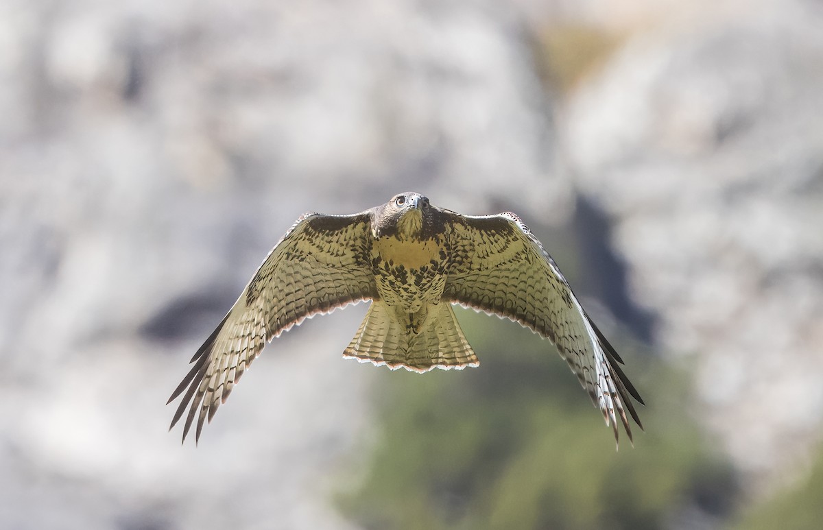 Red-tailed Hawk - ML640211558