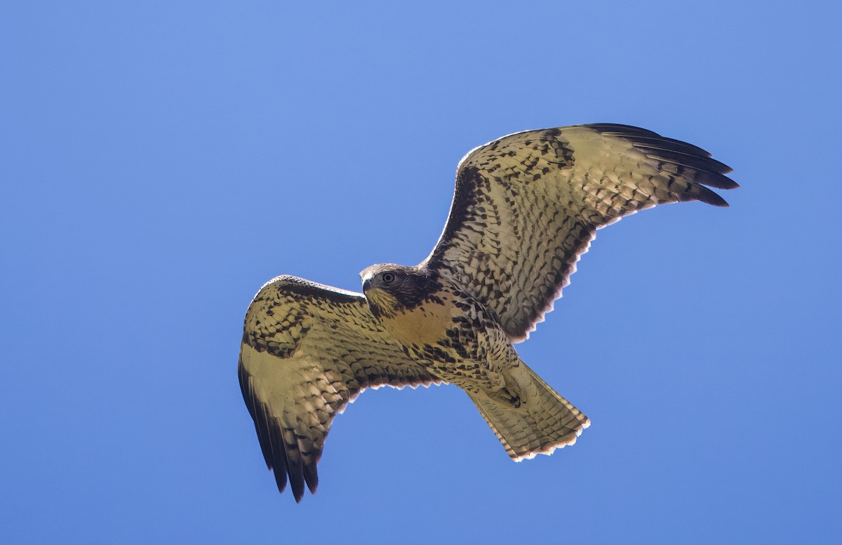Red-tailed Hawk - ML640211559