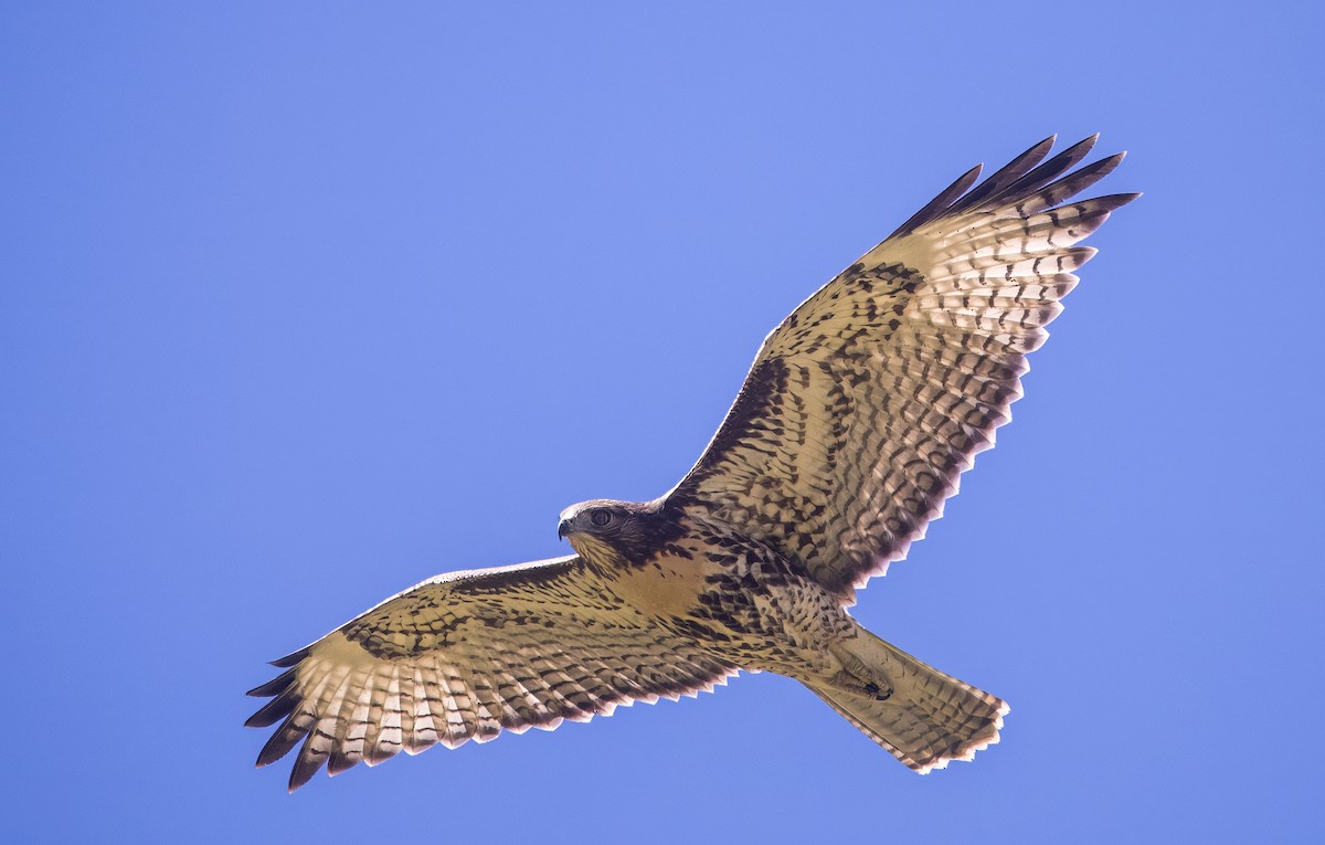 Red-tailed Hawk - ML640211560