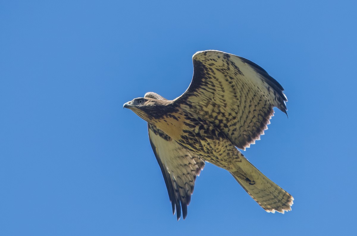 Red-tailed Hawk - ML640211562
