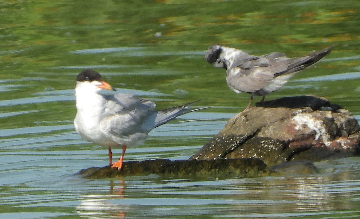 Forster's Tern - ML640211586