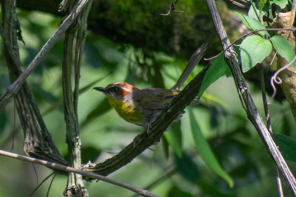 Rufous-capped Warbler (rufifrons Group) - ML640211647