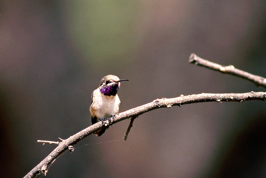 Short-tailed Woodstar - ML640211704