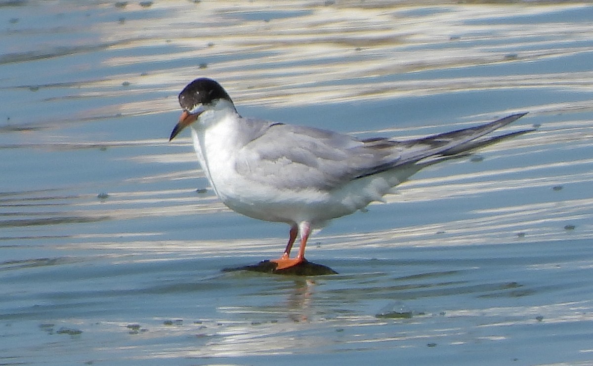 Forster's Tern - ML640211710