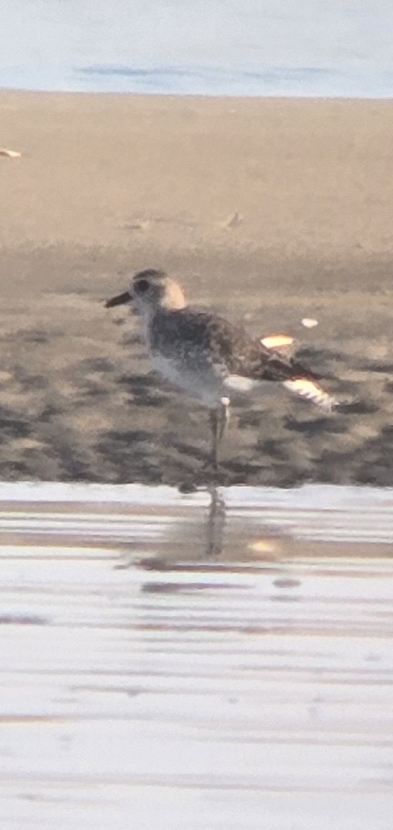 Black-bellied Plover - ML640211735