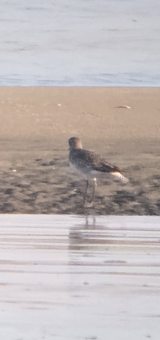 Black-bellied Plover - ML640211736