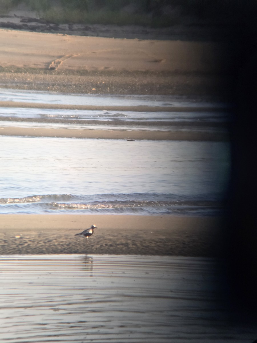 Black-bellied Plover - ML640211737