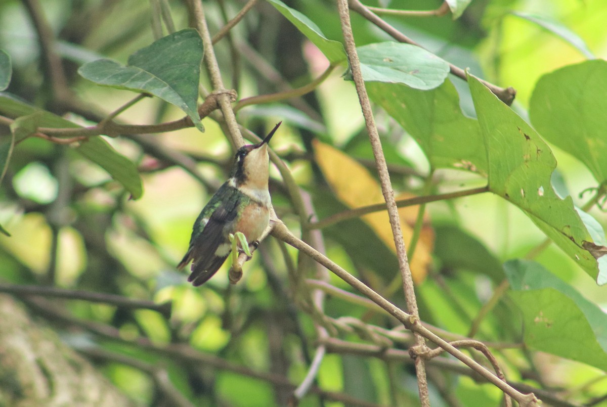 Rufous-shafted Woodstar - ML640211746