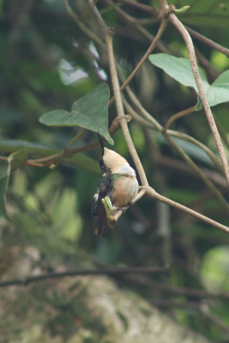 Rufous-shafted Woodstar - ML640211749
