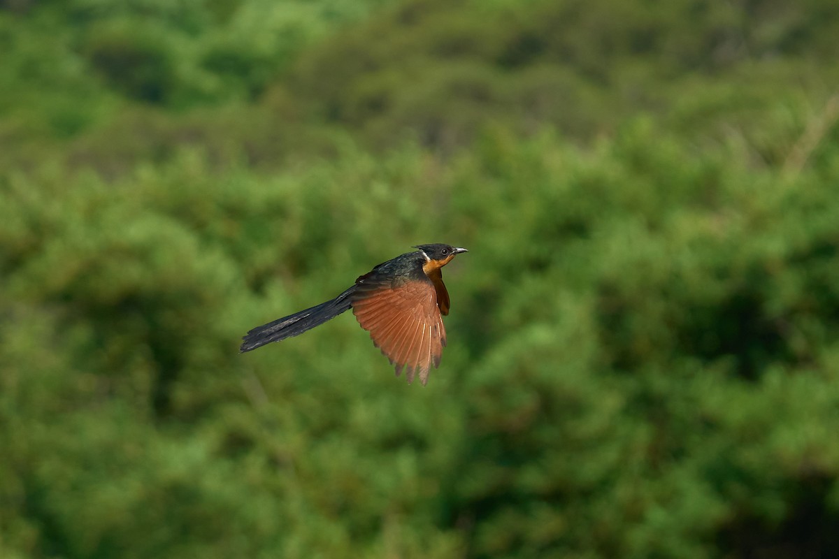 Chestnut-winged Cuckoo - ML640211760