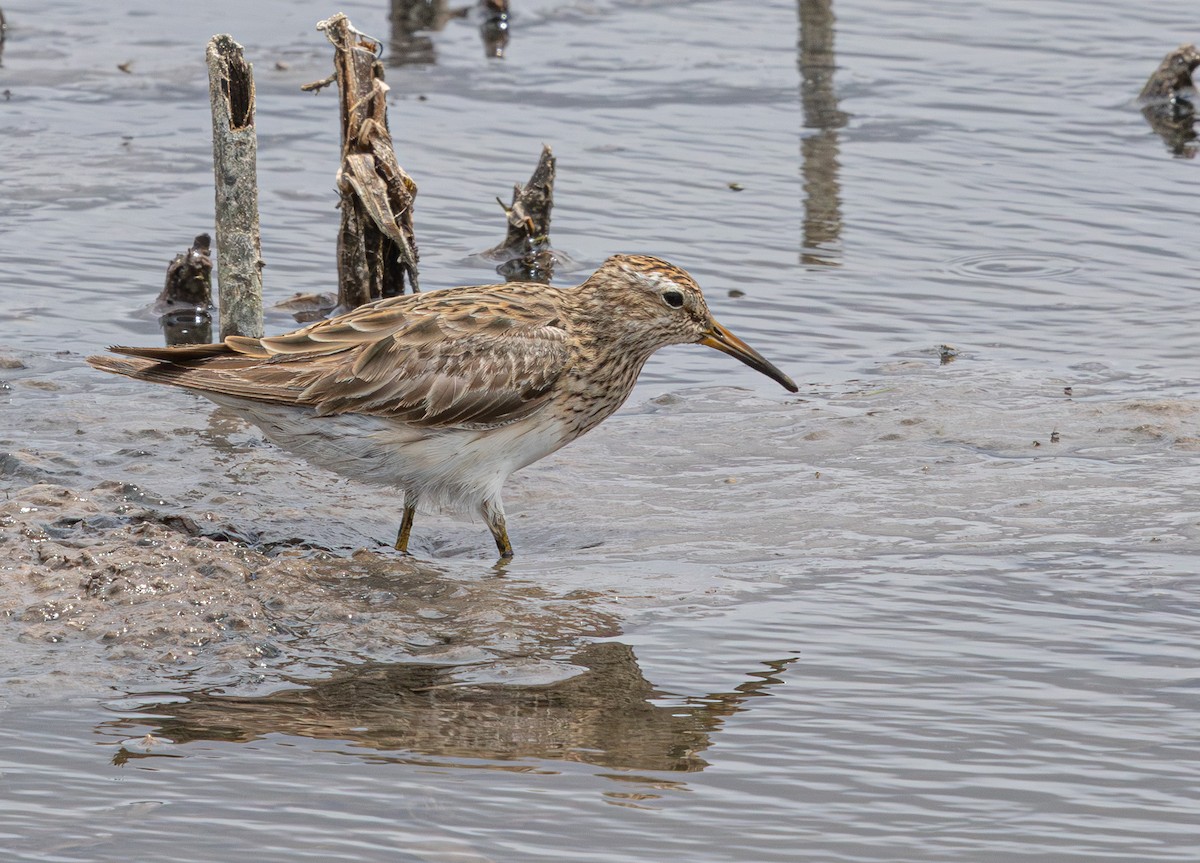 Graubrust-Strandläufer - ML640211767