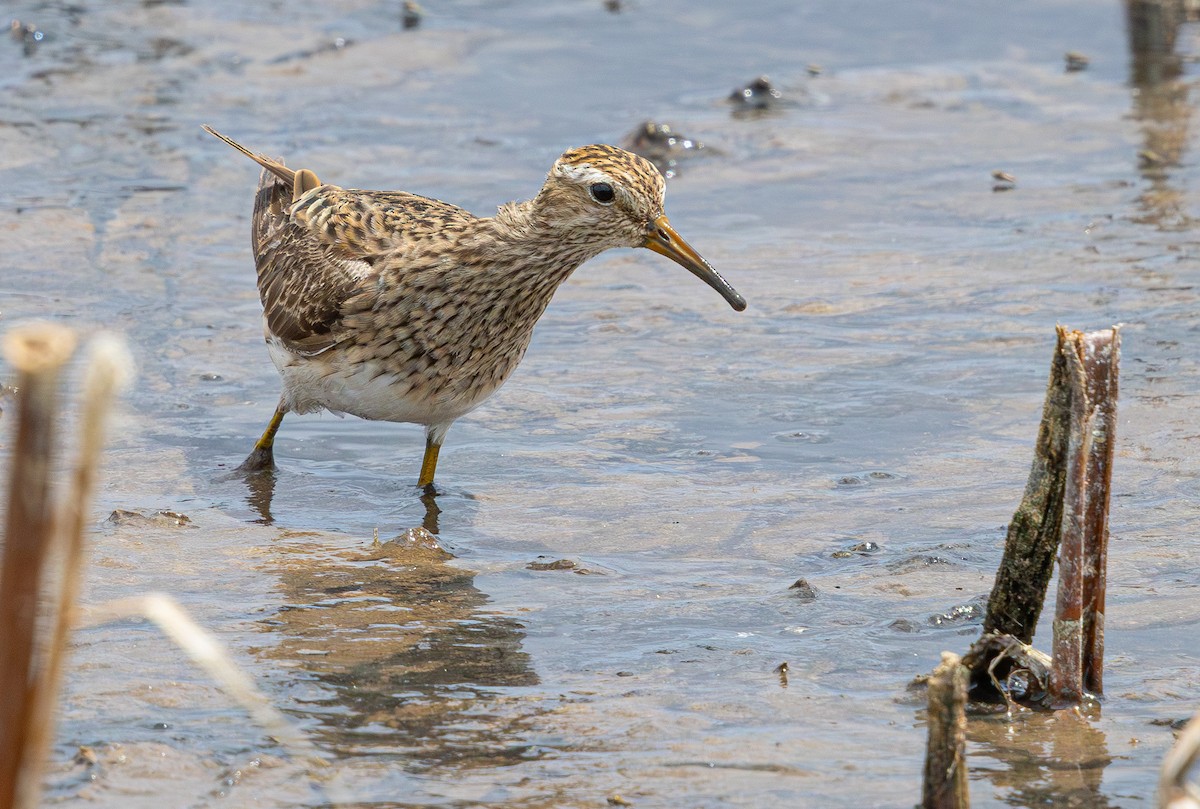 Graubrust-Strandläufer - ML640211768