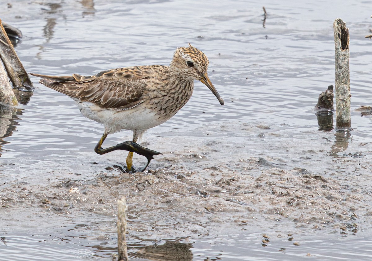 Graubrust-Strandläufer - ML640211769