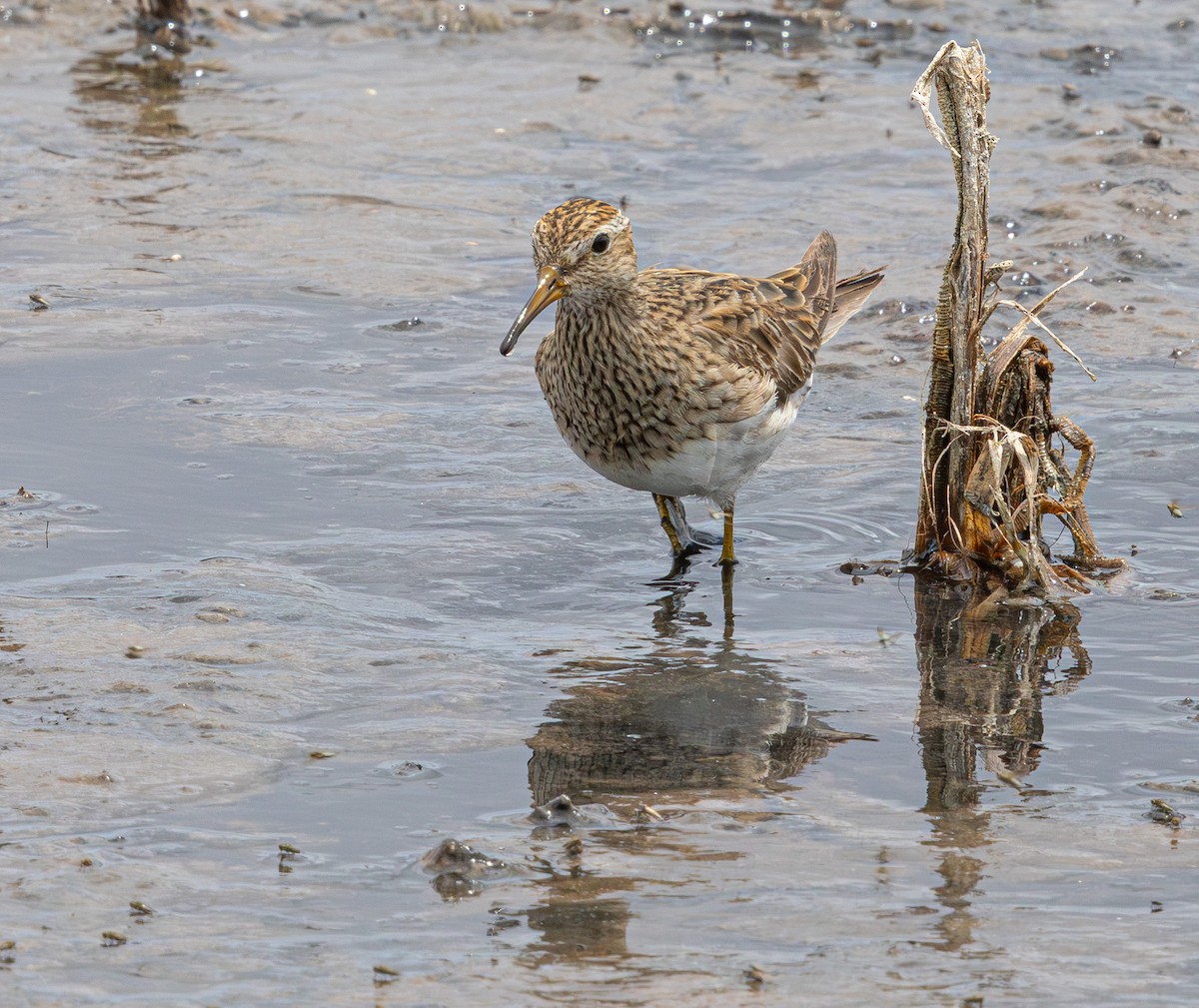 Graubrust-Strandläufer - ML640211770