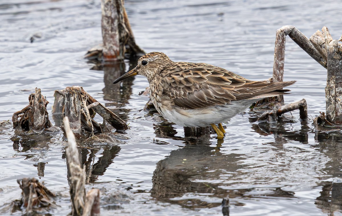 Graubrust-Strandläufer - ML640211773