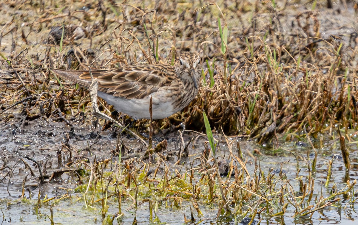 Graubrust-Strandläufer - ML640211835