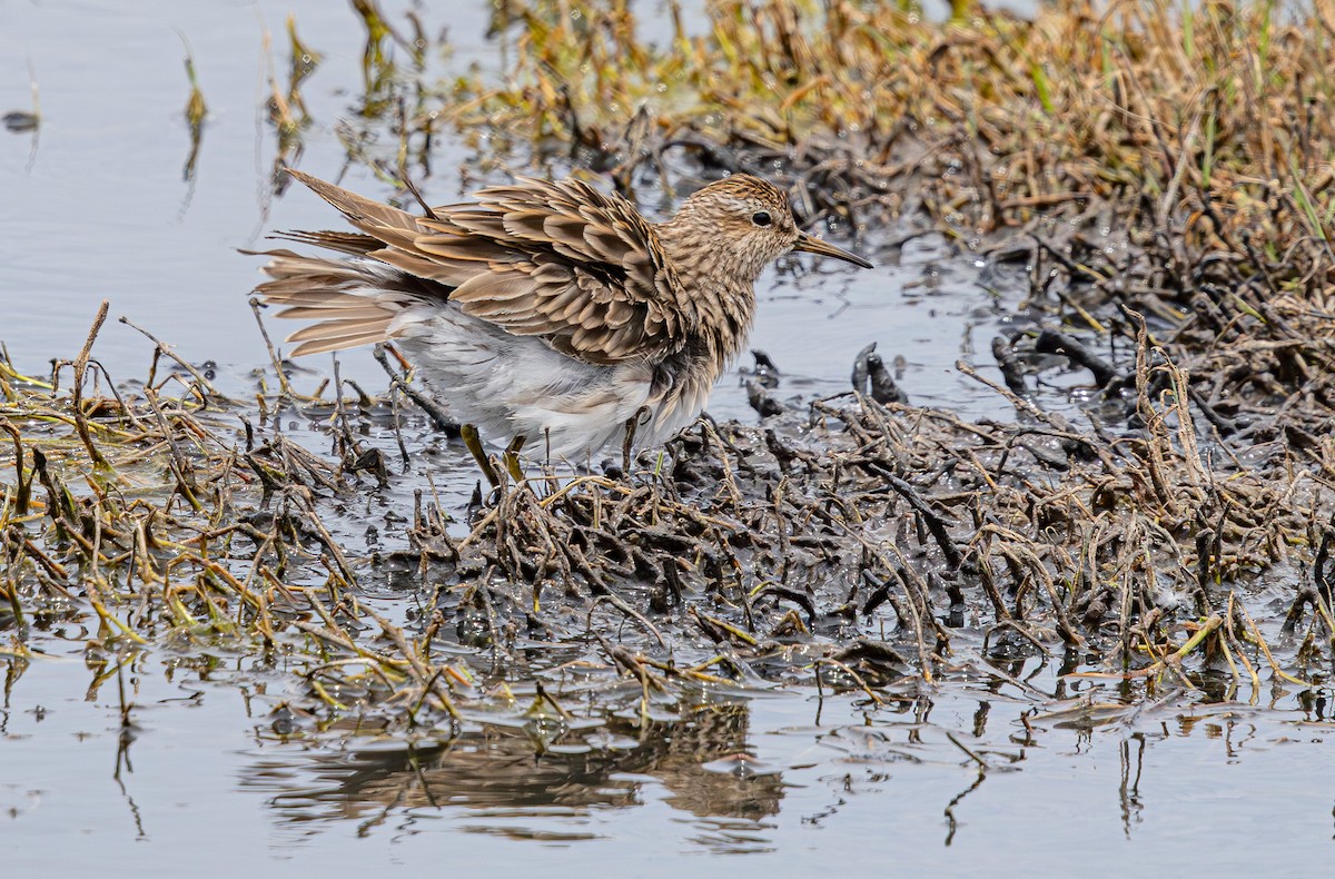 Graubrust-Strandläufer - ML640211838