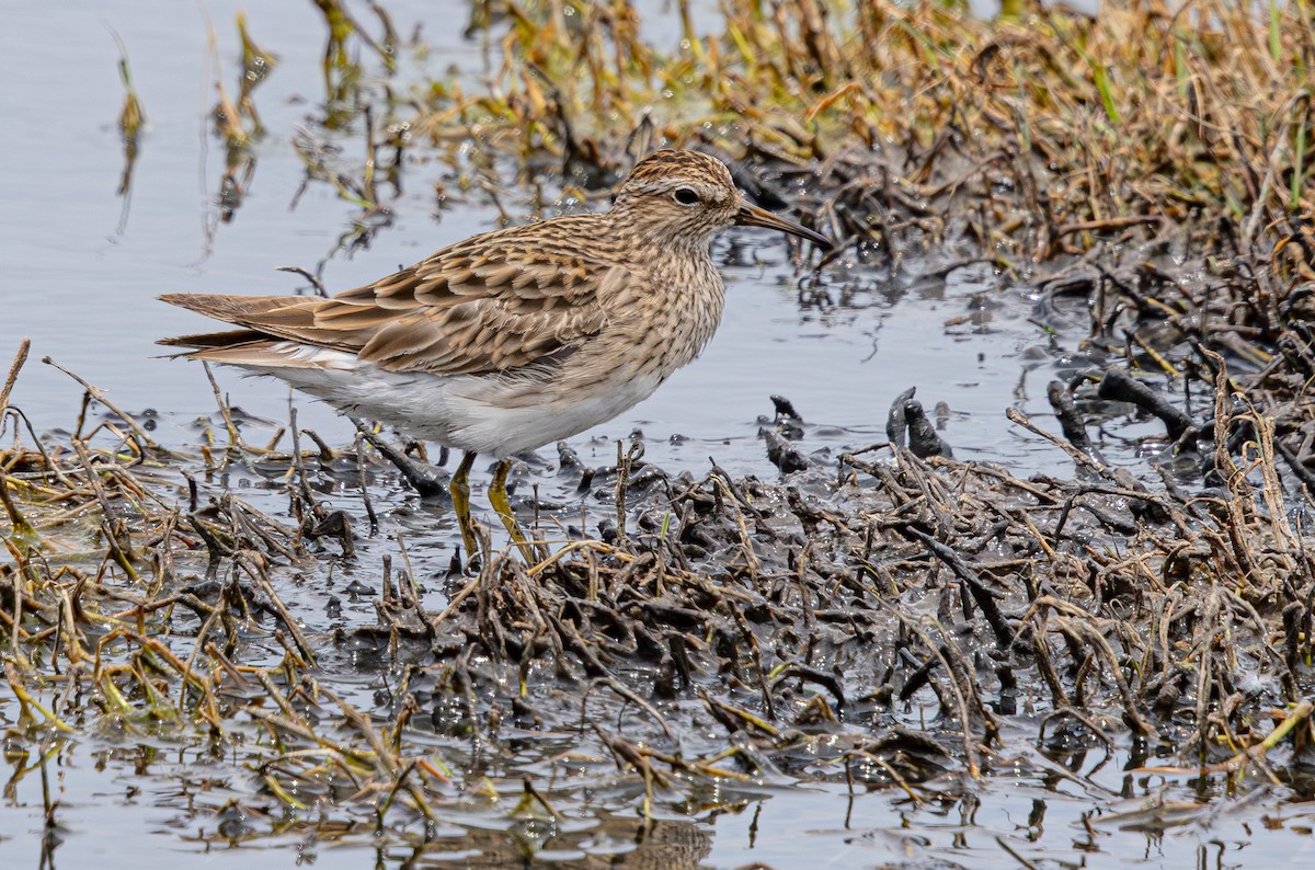 Graubrust-Strandläufer - ML640211839