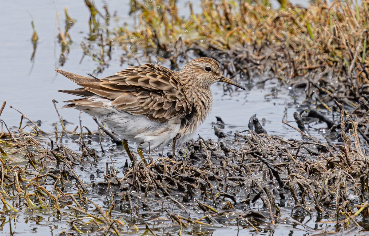 Graubrust-Strandläufer - ML640211840