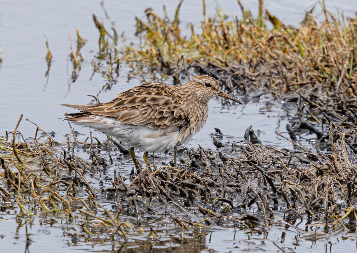 Graubrust-Strandläufer - ML640211841