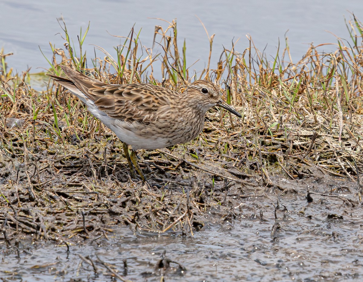 Graubrust-Strandläufer - ML640211842