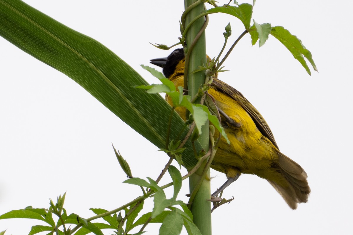 Slender-billed Weaver - ML640211892