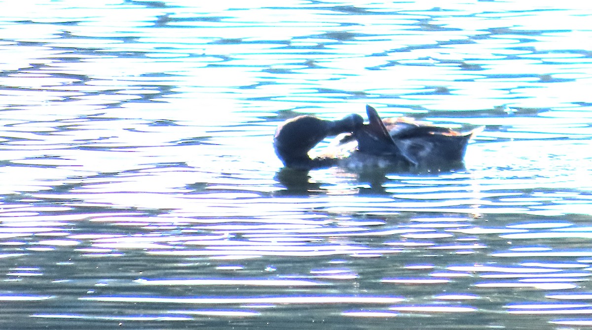 Ring-necked Duck - ML640211903