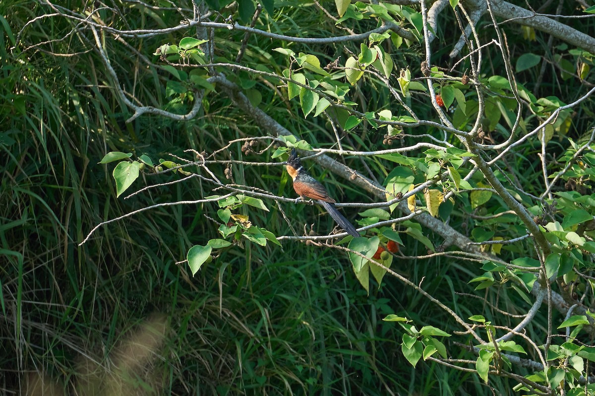 Chestnut-winged Cuckoo - ML640212114