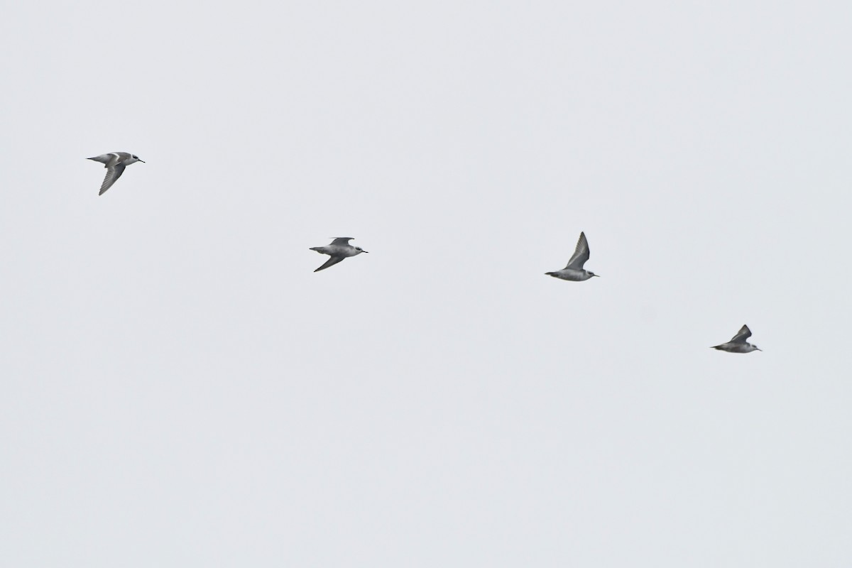 Red Phalarope - ML640212128